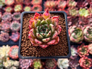 Echeveria Agavoides 'Sarabony' 1" Selected Clone Succulent Plant