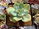 Echeveria 'Hakuhou' Variegated 3" Succulent Plant
