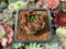 Echeveria Agavoides 'Chalstone' 2" Succulent Plant