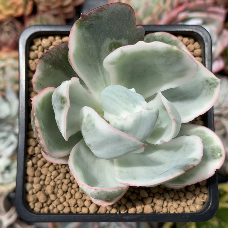 succulents berkeley Echeveria 'Berkeley Light' Variegated 2" Succulent Plant