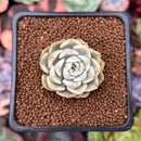 Echeveria 'Tinkerbell' Variegated 1" Succulent Plant