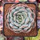 Echeveria 'Paul Shay' 2" Succulent Plant