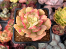 Echeveria 'Blade Runner' 2" Succulent Plant
