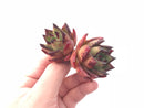 Echeveria Agavoides Ebony Double Headed Cluster 3” Rare Succulent Plant