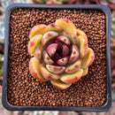 Echeveria Agavoides 'Ebony Night' Hybrid 1" Succulent Plant