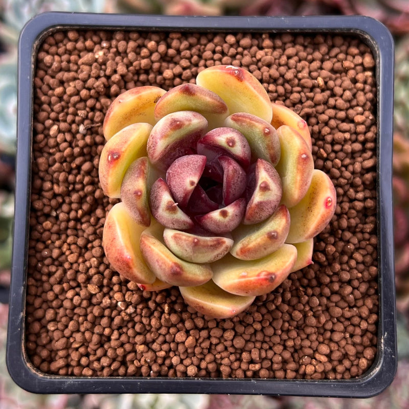 succulent plant night Echeveria Agavoides 'Ebony Night' Hybrid 1