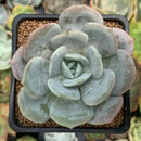 Echeveria 'Soulmint' 2" Succulent Plant