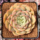 Echeveria 'Fun Queen' 2"-3" Succulent Plant