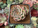 Echeveria 'Marcel' 1”-2" Succulent Plant