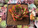 Echeveria Agavoides 'Orange Ebony' 2"-3" Succulent Plant