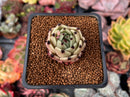 Echeveria Agavoides 'Black Cat' 1" Succulent Plant