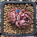 Echeveria Agavoides 'Vivace' 1"-2" Cluster Succulent Plant