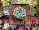 Echeveria 'Hayalobi' New Hybrid 1" Succulent Plant