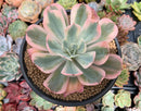 Echeveria 'Secunda' Variegated 4" Succulent Plant