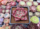Echeveria Agavoides 'Black Eye' 2" New Hybrid Succulent Plant
