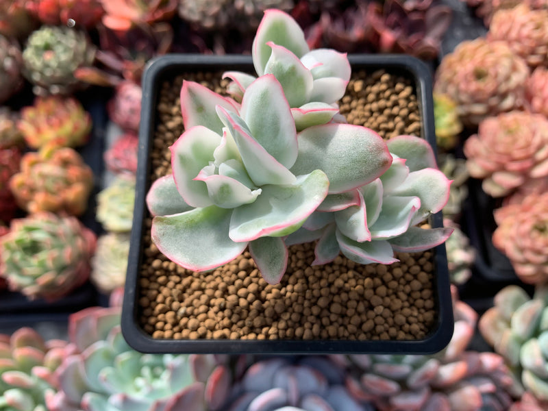 succulents berkeley Echeveria 'Berkeley Light' Variegated 3" Cluster Succulent Plant – True Succulents Plant Co