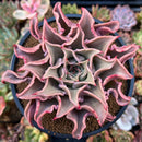 Echeveria 'Madiba' 4" Succulent Plant