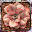Echeveria 'Minigosaong' Variegated 3"-4" Succulent Plant