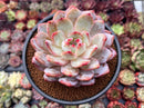 Echeveria 'Orange Monroe' 4" Powdery Succulent Plant