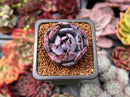 Echeveria 'Rainbow Goddess' 1" New Hybrid Succulent Plant
