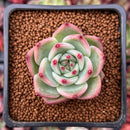 Echeveria 'Flora' 1" Succulent Plant