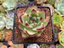 Echeveria Agavoides 'Maria' 3" Succulent Plant