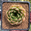 Echeveria 'Melanie' New Hybrid 1"-2" Succulent Plant
