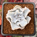 Echeveria 'Crispate Beauty' 1"-2" Powdery Succulent Plant
