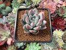 Echeveria 'Matilda' 1" New Hybrid Succulent Plant