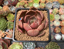 Echeveria 'Monchouchou' 2" Succulent Plant