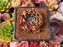 Echeveria Agavoides 'Sarabony' 2" Succulent Plant