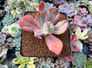 Echeveria 'Berserk' Variegated 2"-3" Cutting Succulent Plant