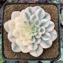 Echeveria Runyonii Variegated (Aka Echeveria 'Akaihosi' Variegated) 3" Succulent Plant