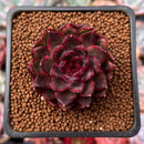 Echeveria 'Rosa Pink' 1"-2" Succulent Plant