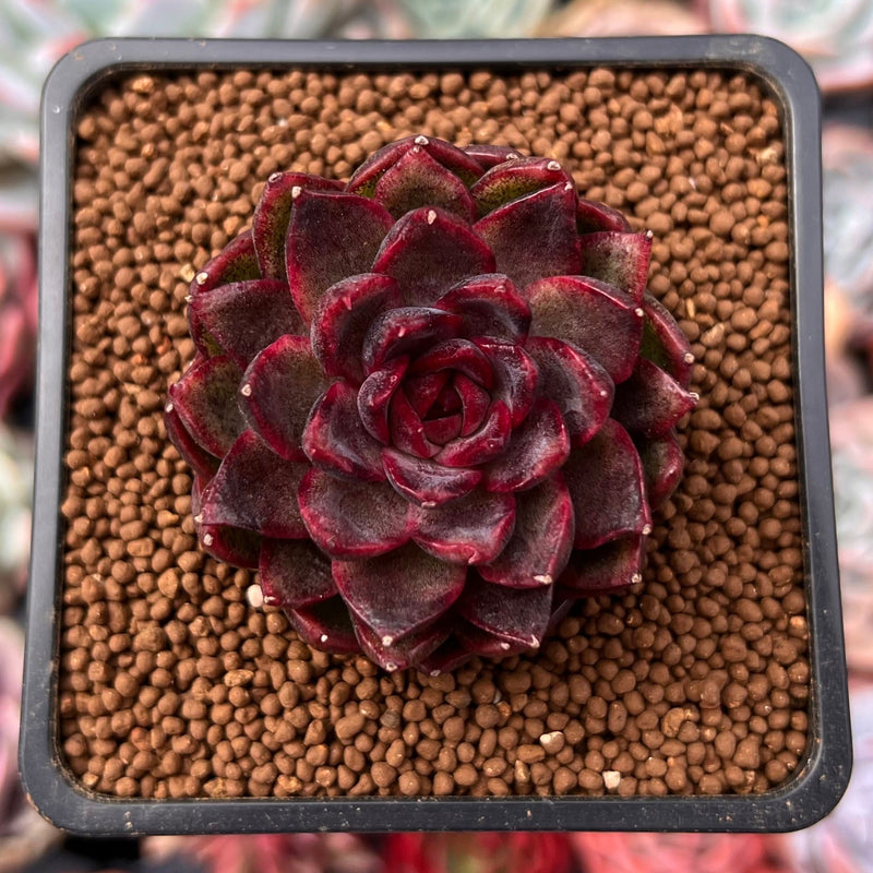 succulent turning pink Echeveria 'Rosa Pink' 1"-2" Succulent Plant – True Succulents Plant Co