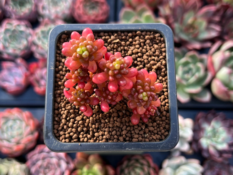 sedum rubrotinctum succulent Sedum Rubrotinctum 'Redberry' 1" Succulent Plant