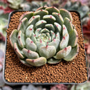 Echeveria 'Jackal' 2"-3" Succulent Plant