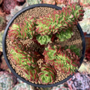 Sedeveria 'Letiza' Crested Cluster 4" Succulent Plant