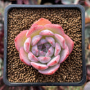 Echeveria 'Keralean' 1"-2" Succulent Plant