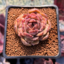 Echeveria 'Citrine' 1"-2" Seed Grown Air Magic Hybrid Succulent Plant