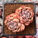 Echeveria 'Piano' 2" Cluster Succulent Plant