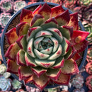 Echeveria Agavoides Hybrid 5" Special Clone Succulent Plant