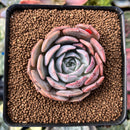 Echeveria 'Softball' 2"-3" New Hybrid Succulent Plant