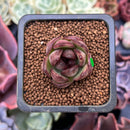Echeveria 'Black Tiger' 1" Succulent Plant