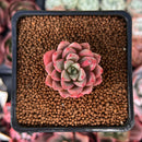 Echeveria 'Blood Spirit' 1" Succulent Plant