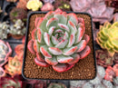 Echeveria 'Starmark' 3" Succulent Plant
