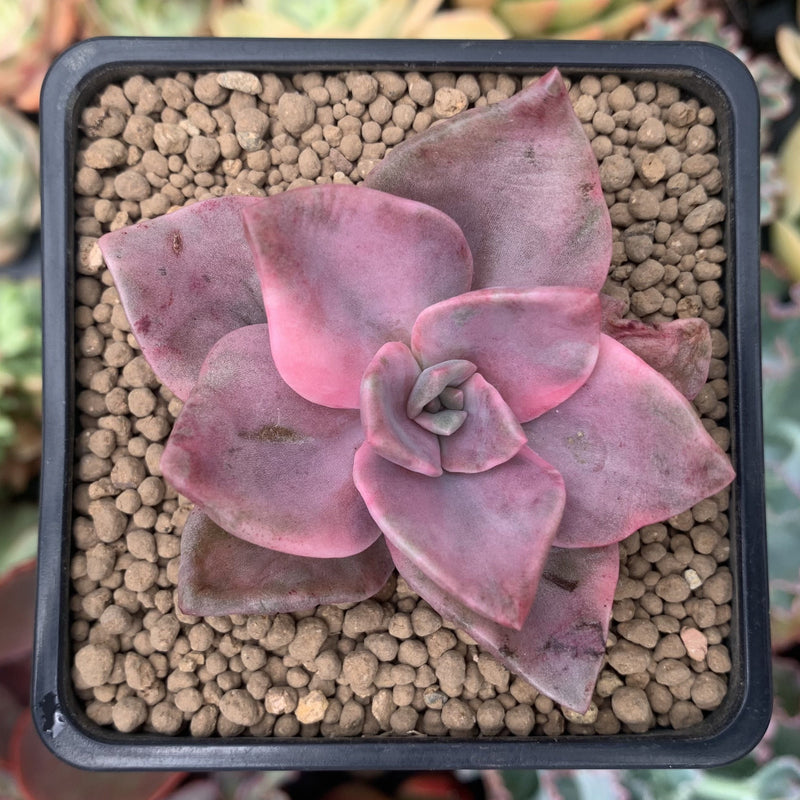 Graptopetalum 'Bainesii' Variegated 2