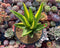 Aloe 'Nobilis' Variegated 5" Large Succulent Plant