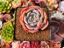 Echeveria 'Cassyz" 2" Succulent Plant