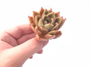 Echeveria Agavoides Elizabeth Selected Clone 2” Rare Succulent Plant